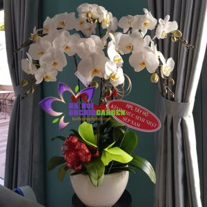 chậu lan hồ điệp trắng 6 cành HDT-0610