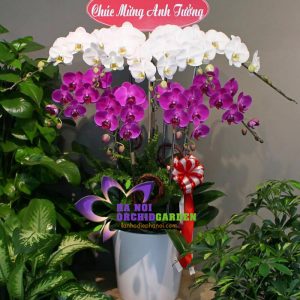 Chậu hoa lan mừng khai trương HDS-0945