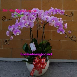 chậu lan hồ điệp 5 cành màu hồng mã HDH-0534