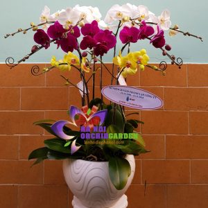 Quà sinh nhật công ty HDS-0941