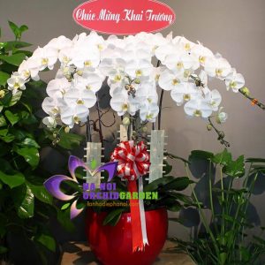 chậu lan hồ điệp màu trắng 8 cành HDT-0806