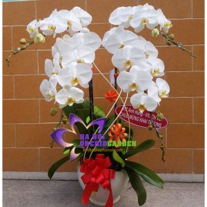 hoa lan đẹp HDT-0401
