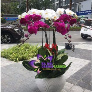 shop lan hồ điệp hà nội bán chậu hoa lan 7 cành HDS-0712