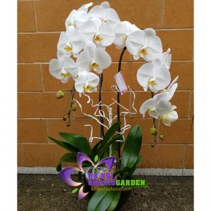 hoa phong lan đẹp HDT-0207