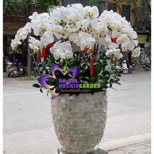 Hoa phong lan trắng chúc tết HDT-260