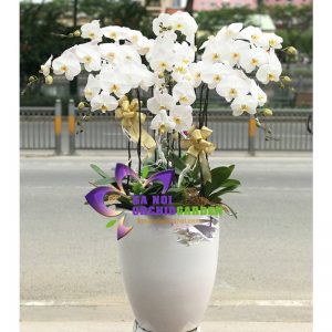 Chậu lan hồ điệp văn phòng HDT-0903