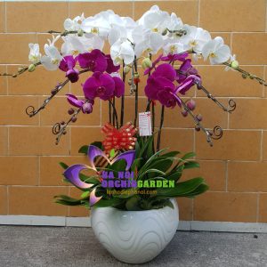 lan hồ điệp hà nội mã số HDS-0919