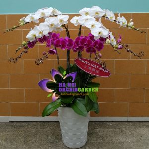 Lan hồ điệp chậu cao phong cách đài loan HDS-0818