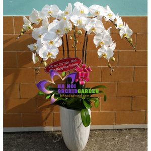 quà tặng khai trương công ty, cửa hàng HDT-0524