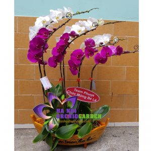 thuyền hoa phong lan trắng tím HDS-0720