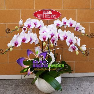 Hoa lan hồ điệp Hồng HDH-0521