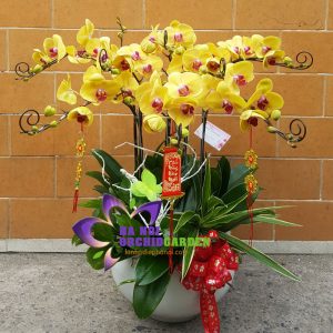 chậu hoa phong lan mừng xuân HDV-0816
