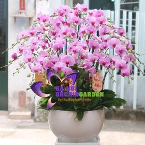Chậu lan hồ điệp phát tài HDH-3904