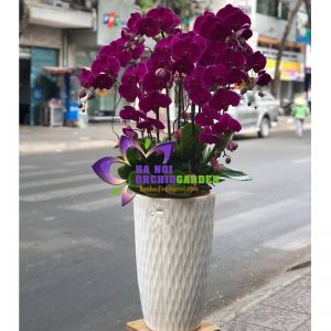 Chậu hoa lan đẹp HDD-0907