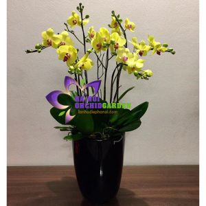 hoa lan đẹp HDV-0701