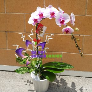 hoa lan hồng tặng người yêu HDH-0103