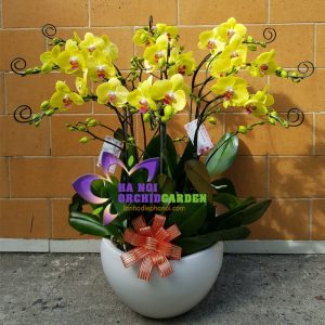 hoa lan văn phòng HDV-0918