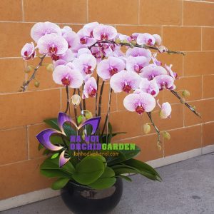 hoa phong lan chưng khách sạn HDH-0604