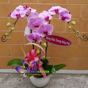 chậu hoa lan hồ điệp để bàn HDH-0306