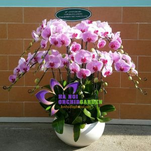 Phong cách Nhật HDH-1503