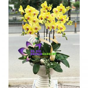 lan hồ điệp vàng nhụy đỏ HDV-0912