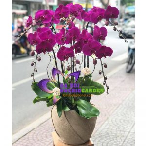 Lan hồ điệp Hà Nội HDT-0603