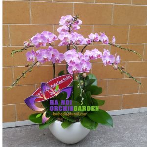tiểu hồ điệp màu hồng HDH-0708