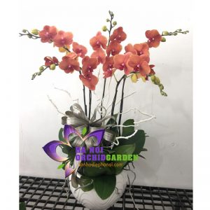 chậu lan hồ điệp màu cam 5 cành HDC-0502