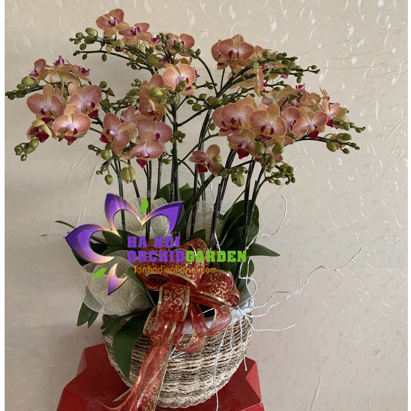 chậu lan hồ điệp màu cam HDC-0605