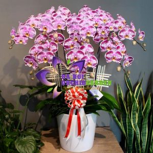 chậu lan hồ điệp màu xác pháo HDB-0801