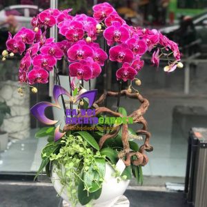 chậu lan hồ điệp màu đỏ HDB-0903