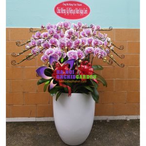 Chậu lan hồ điệp màu chấm pháp HDB-2002