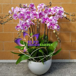 lan hồ điệp đột biến HDB-0902