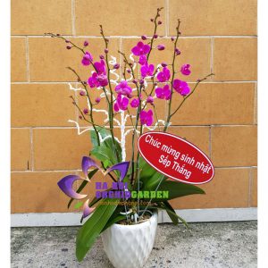 chậu hoa lan mini đẹp THD-0202
