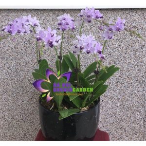 tiểu hồ điệp THD-0604