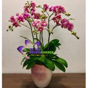 lan tiểu hồ điệp THD-0605