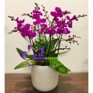 tiểu hồ điệp THD-0606