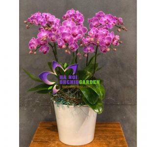 tiều hồ điệp tím ghép chậu THD-0607