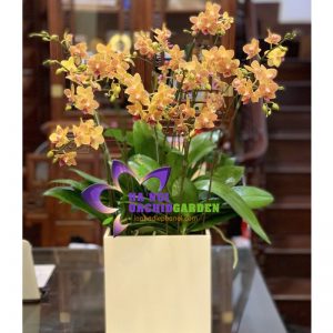 tiểu hồ điệp màu vàng THD-0802
