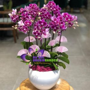 tiểu hồ điệp màu tím THD-1011