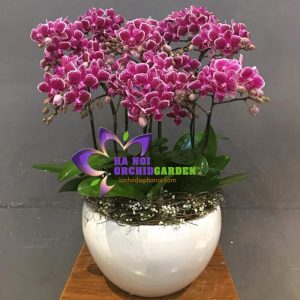 tiểu hồ điệp màu tím THD-1012