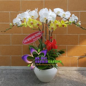Vườn lan hồ điệp Hà Nội HDS-0511