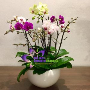 chậu lan hồ điệp mini đa sắc MIDS-0601