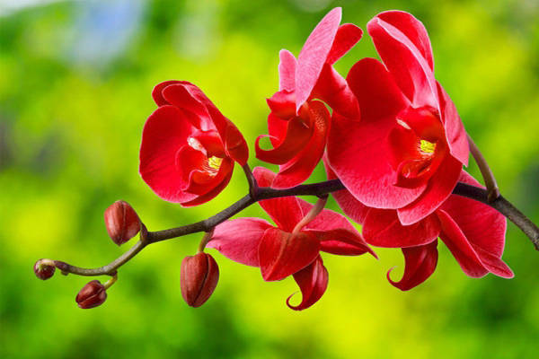 cach cam hoa lan ho diep