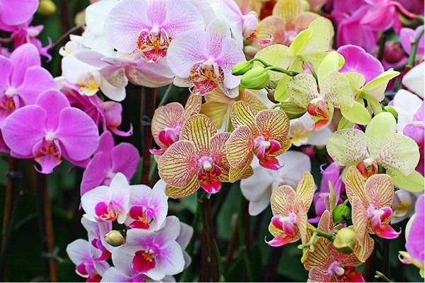 lan ho diep trong bao lau thi ra hoa