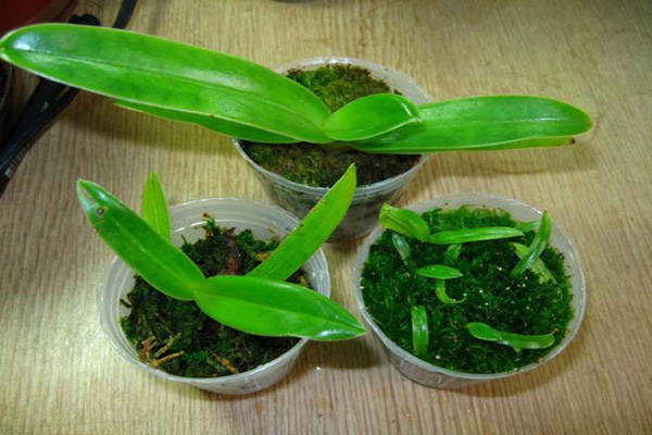 trong lan ho diep bang gi