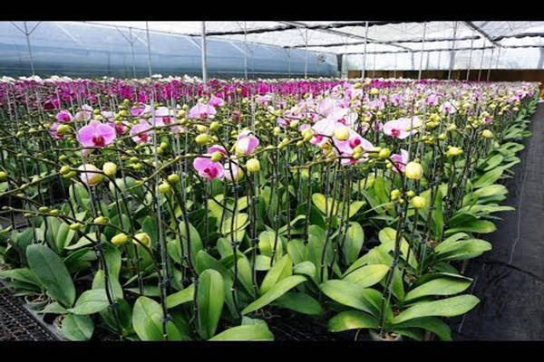 trong lan ho diep bang xo dua